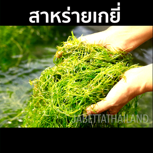 สาหร่ายเกยี่ ไม้น้ำแต่งตู้ปลา ตู้กุ้งแคระ กรองของเสีย เพิ่มอ๊อกซิเจน ทำให้น้ำใส เพาะพันธุ์ง่าย ขนาด 30 กรัม