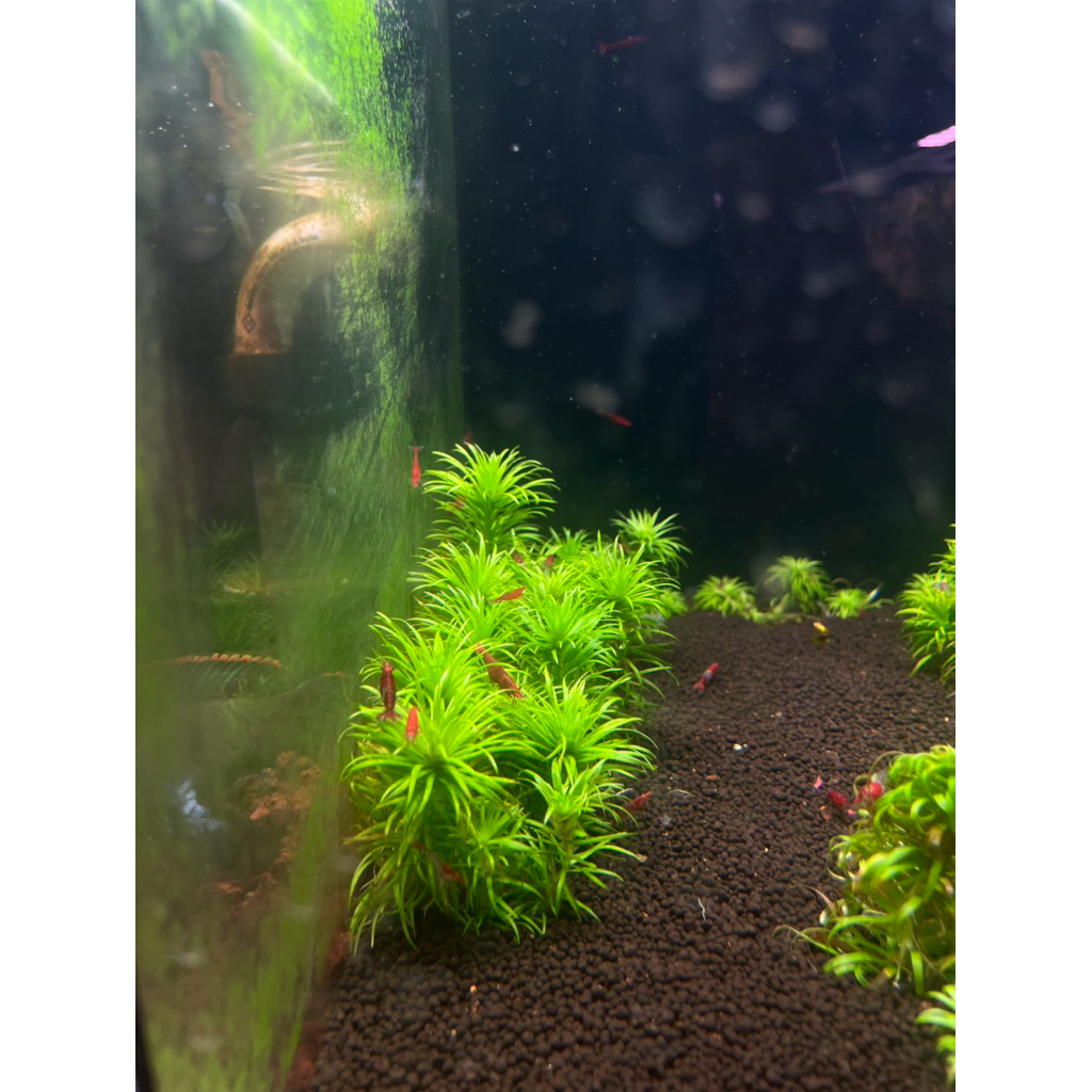 syngonanthus lago grande