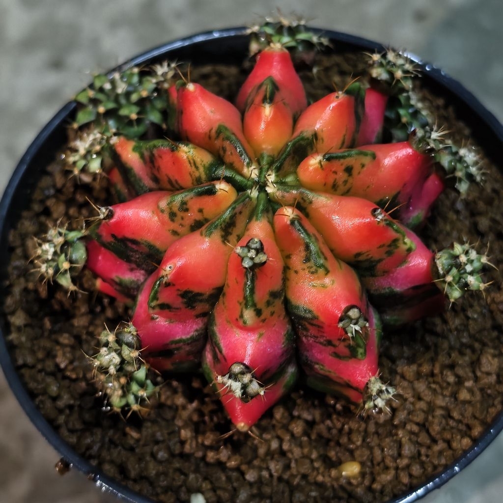 ยิมโนด่าง​ ชำหน่อ​ โคลน “RED​ DRAGON”  จากแม่ไม้รากแท้​ โตไวรากแข็งแรง​ ​สีสวยสด ราคา ถูกที่สุด ดีลบีเคเค แกลเลอรีภาพที่ 3