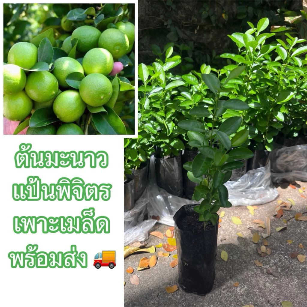 ต้นมะนาวแป้นพิจิตร(ไซส์ใหญ่) เพาะเมล็ด สูง20-30ซม. (สั่งขั้นต่ำ2ต้น)🔥ถ้าซื้อ5ต้นแถม1ต้น พันธุ์นี้ให้ลูกดก น้ำเยอะเปรี้ยว