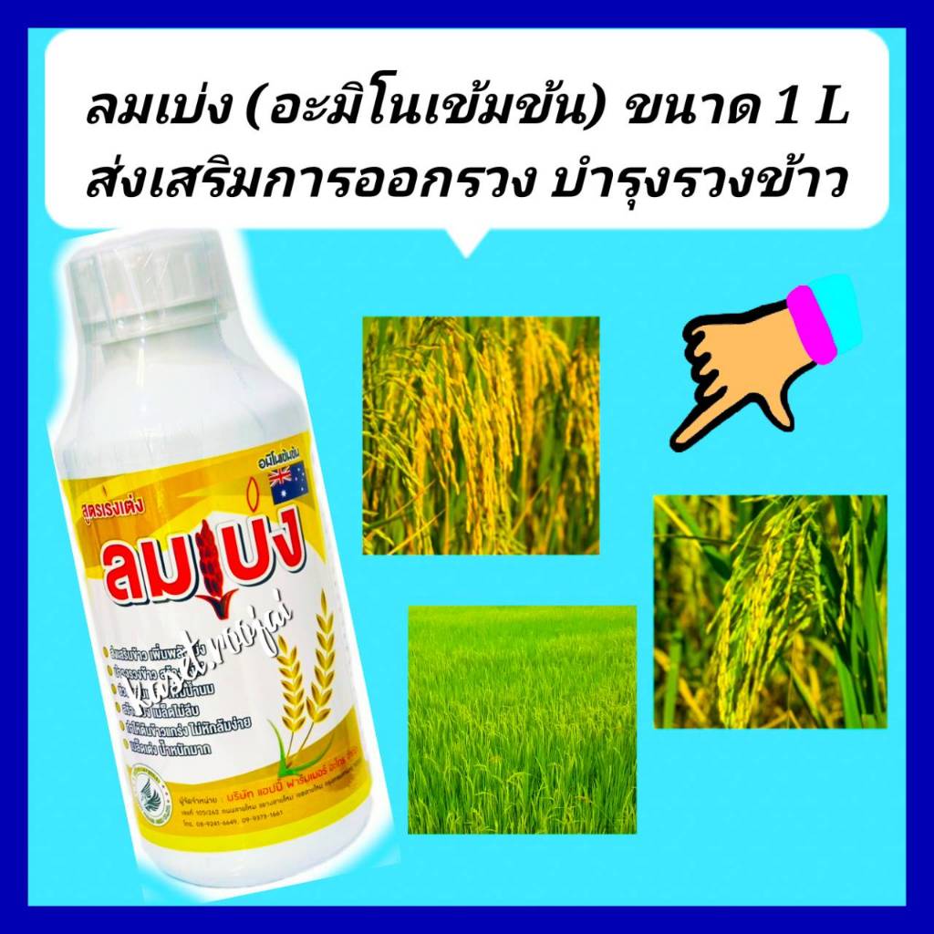 ลมเบ่งนาข้าว ลมเบ่ง 1ลิตร อะมิโน+ธาตุอาหารรองเสริม เมล็ดข้าวเต็ม ข้าวออกรวงเสมอ ขั้วเหนียวไม่หลุดร่วง รวงยาวเพิ่มน้ำหนัก