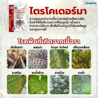 อูเมะไลฟ์ ไตรโคเดอร์มา 100 กรัม จุลินทรีย์ป้องกันรากเน่า เชื้อราในดิน ป้องกันเชื้อโรคในดิน บำรุงราก