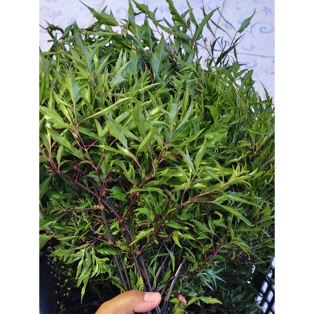 ขายใบเก็บสดส่งใบเล็บครุฑใต้ ทำทอดมัน เก็บสด พร้อมส่ง มีเยอะมี ตลอดทำทอดมันอร่อยของดีชะอวด