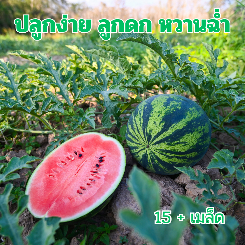แตงโม🎈ถูกที่สุด 6 บ.🎯เมล็ดพันธุ์แตงโม15+เมล็ด🌱ปลูกง่าย🌱ลูกดก🎈หวานฉ่ำ