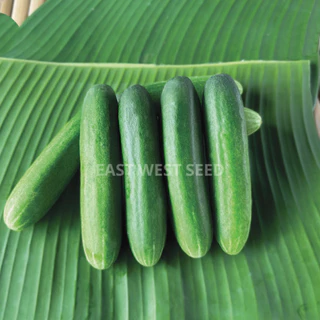 ศรแดง เมล็ดพันธุ์แตงกวาลูกผสม ป๊อปอัพ F1 (เมล็ดเคลือบ) (East-West Seed) เมล็ดพันธุ์ ผักสวนครัว ตราศรแดง