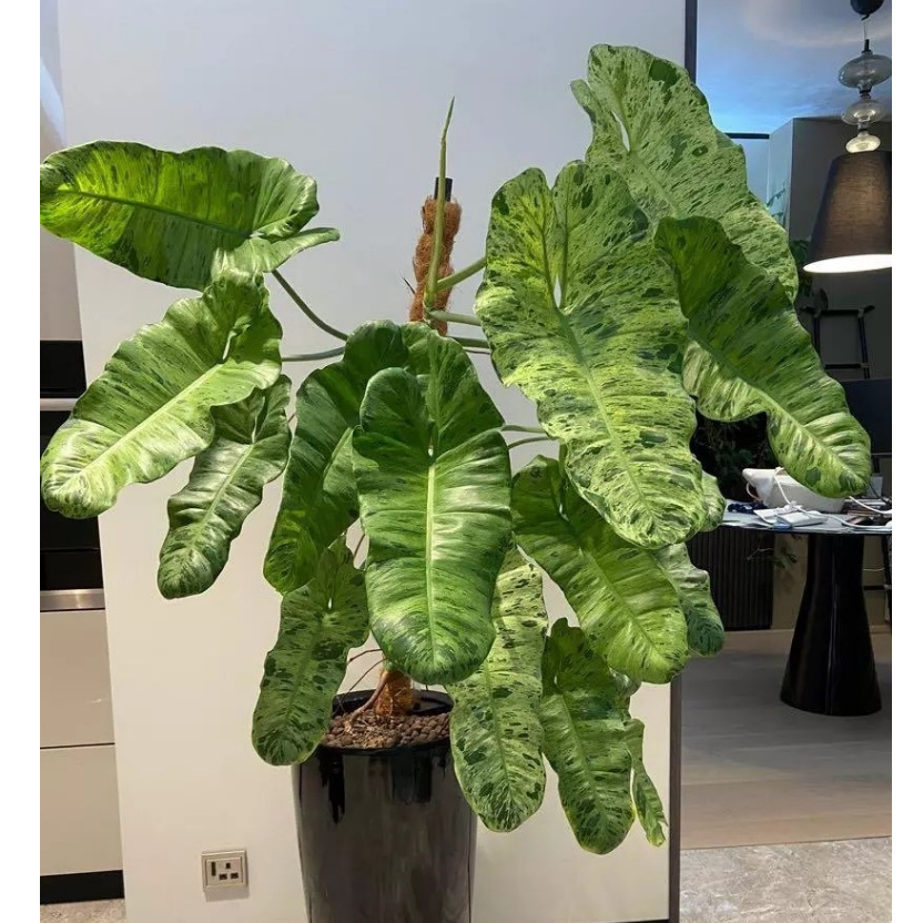 ฟิโลเดนดรอนพาไรโซ่ ใบทรงสวยลายจุดเขียวสวยแปลกตา Philodendron Paraiso Verde
