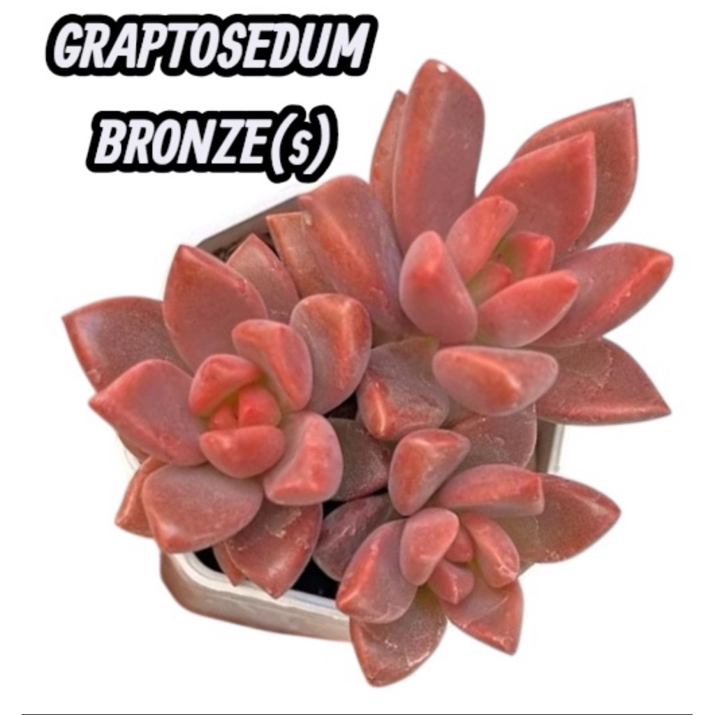 GRAPTOSEDUM BRONZE ไม้อวบน้ำ น่ารักๆ กระถาง 2 นิ้ว