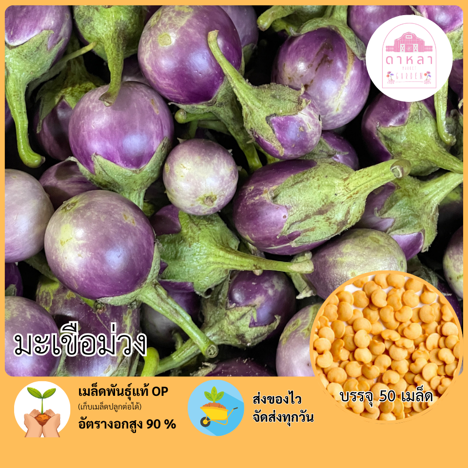 เมล็ดพันธุ์มะเขือม่วง จำนวน 50 เมล็ด