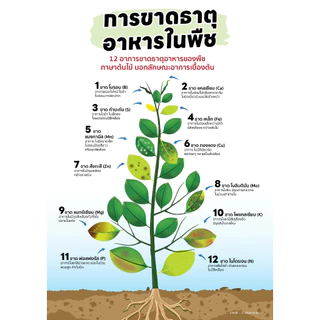 เเม็กนีเซียม 🌱🌱(แม็กก้า) สูตรเข้มข้นในรูปคีเลท( EDTA )+อะมิโน ช่วยให้ใบพืชเขียวเข้ม ธาตุอาหารรอง ธาตุเสริม 1ลิตร