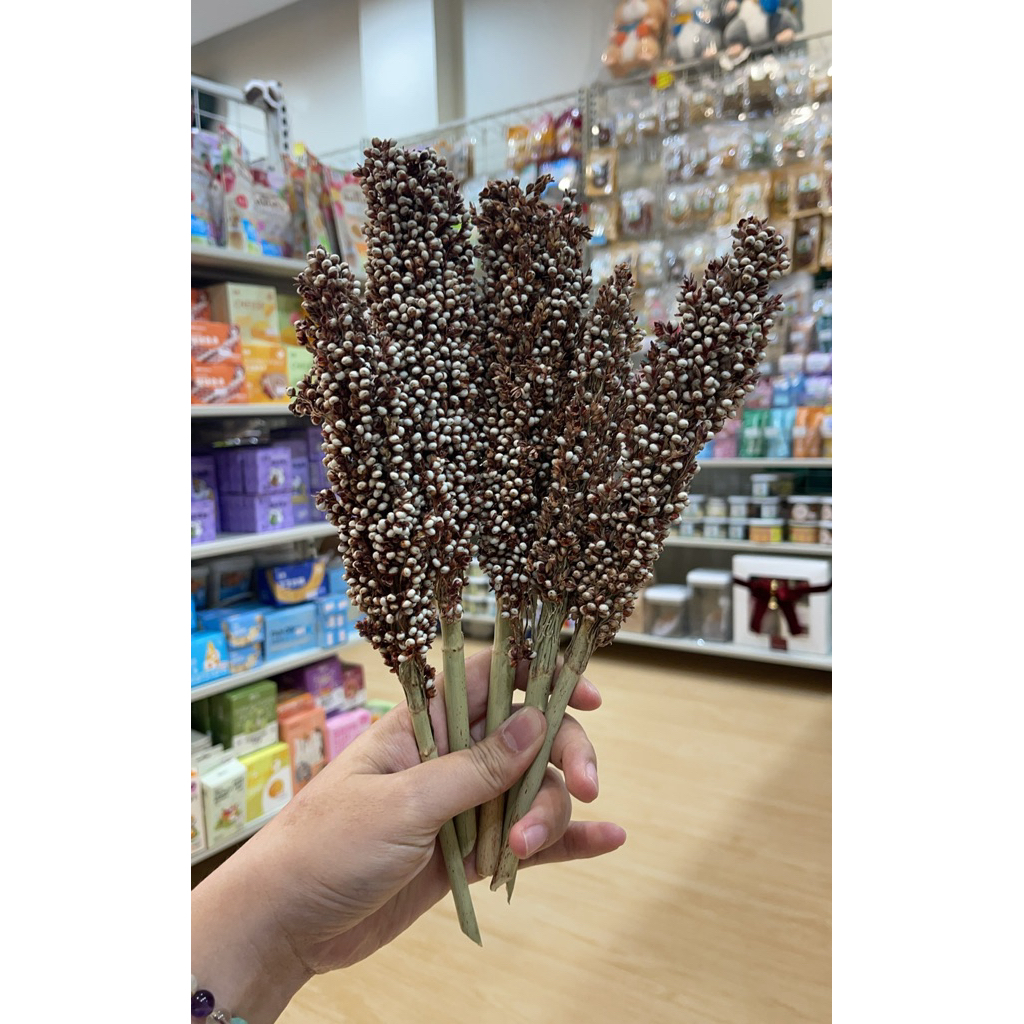 ของเล่นกินได้! ช่อข้าวฟ่างแดงติดก้าน 🌾 แฮมสเตอร์กัดเพลิน ไม่อ้วน กระรอก ดอร์เมาส์