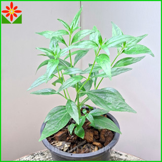 ต้นฟ้าทะลายโจร ฟ้าทะลายโจร ในถุงดำหรือกระถาง 5.5นิ้ว ฟ้าทลาย…