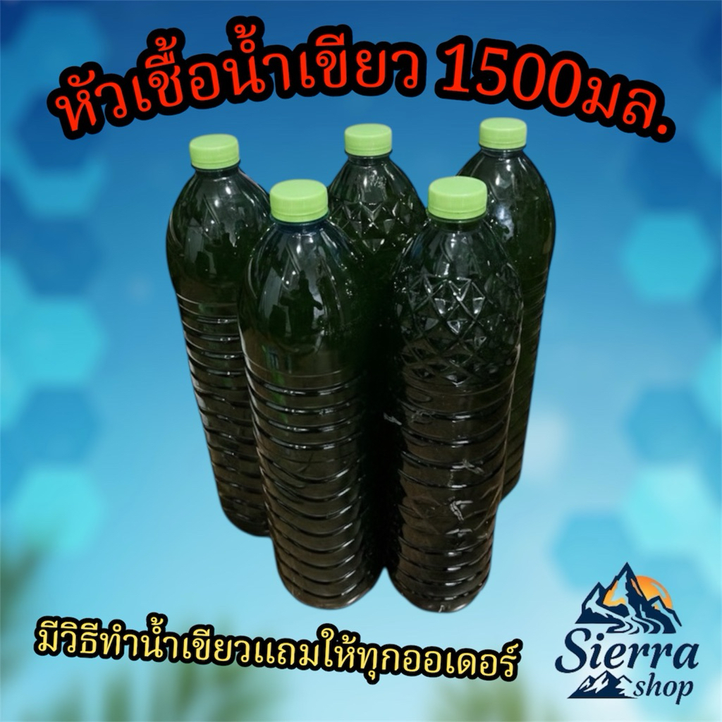 หัวเชื้อน้ำเขียว 1.5ลิตร สำหรับขยายต่อให้ไรแดง เลี้ยงไรแดงน้ำเขียว แถมวิธีทำทุกออเดอร์