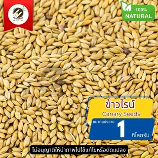 ธัญพืช Seed ข้าวไรน์ Canary Seeds ธัญพืช สำหรับ นกทุกสายพันธุ์ หนูแฮมเตอร์ กระรอก และสัตว์ฟันเทะ (แบ่งขาย)