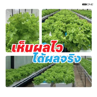 Hydro-ONE (ไฮโดร-วัน) | ปุ๋ย AB ขวดเดียว ไม่ต้องผสม! +Chelation ดูดซึมดี ไฮโดรโปนิกส์(แถมชุดปลูกฟรี)
