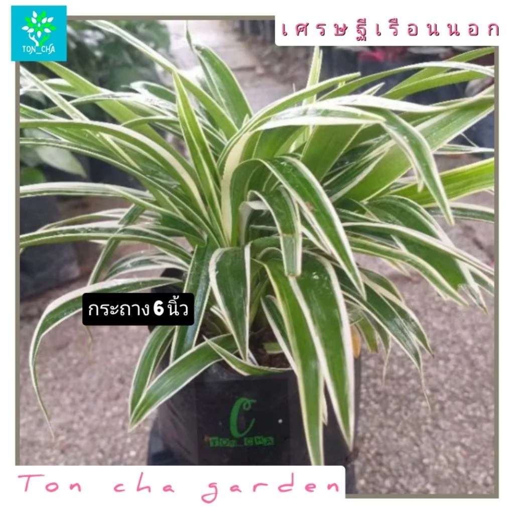 ว่านเศรษฐีเรือนนอก เป็นว่านมงคล ส่งเสริมโชคลาภ