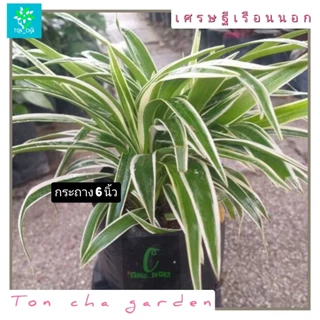 ว่านเศรษฐีเรือนนอก เป็นว่านมงคล ส่งเสริมโชคลาภ