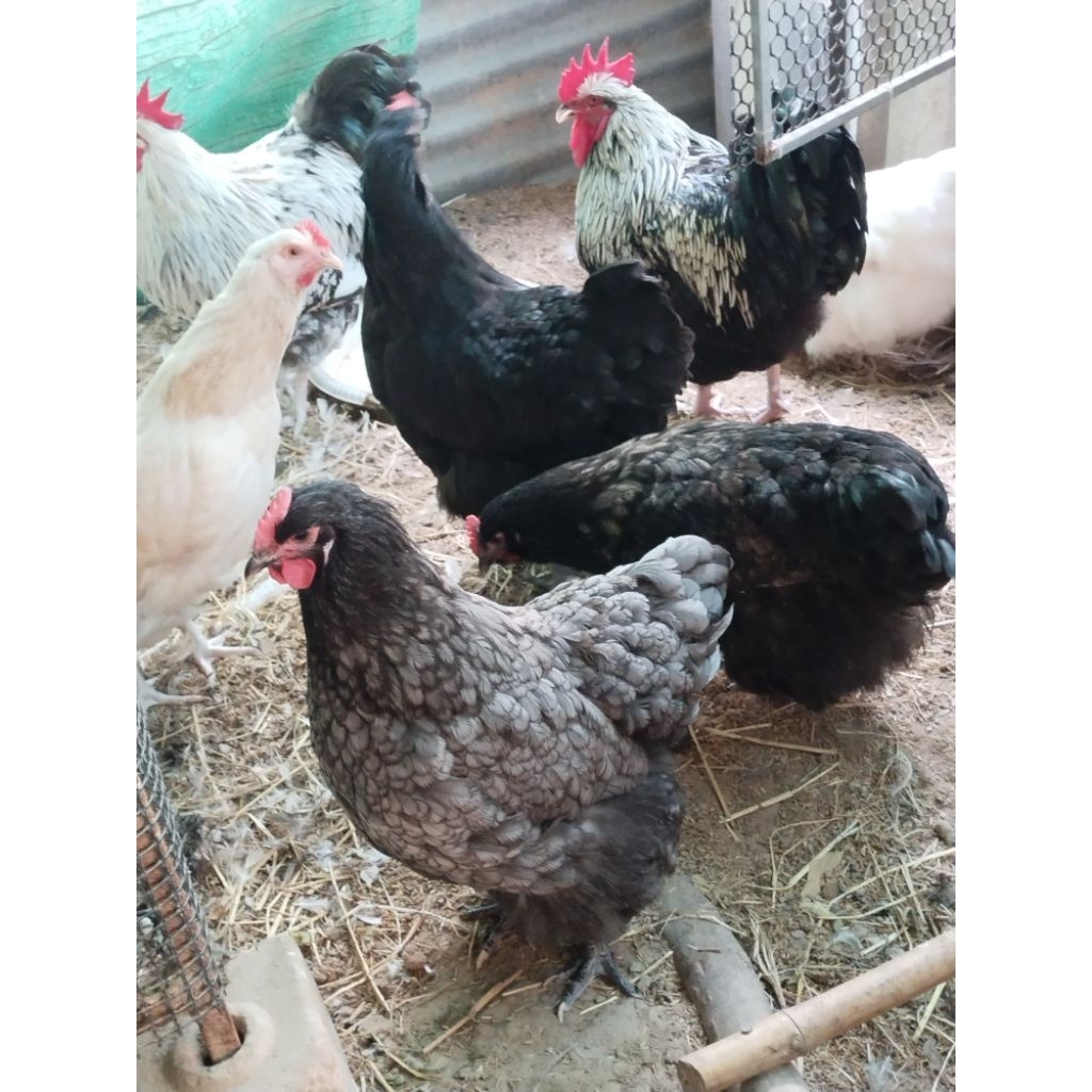 ไข่เชื้อสำหรับฟักไก่ออพิงตั้นเกรดรวมสีคละสีชุด5ฟองแถม1ฟอง/10ฟองแถม2