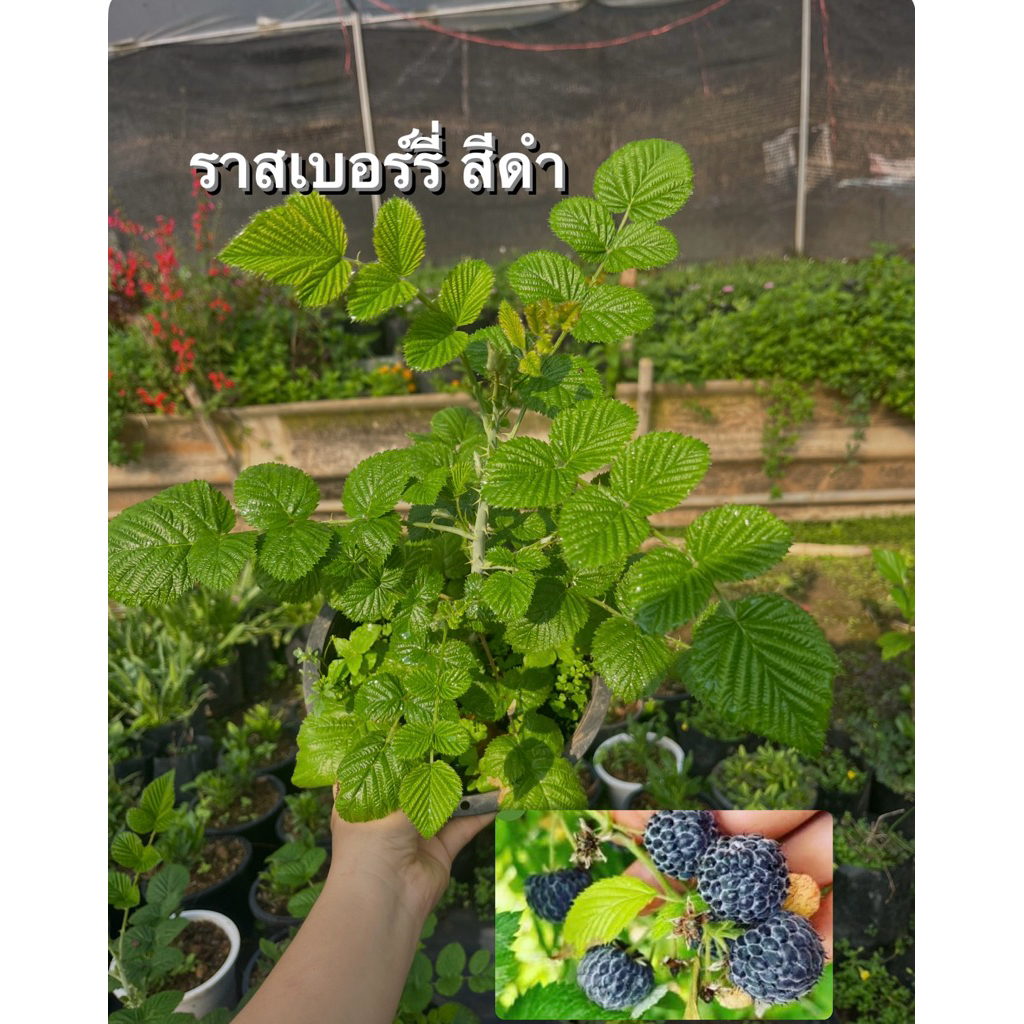 🪴ต้นราสเบอร์รี่สีดำ 🫐สายพันธุ์มายซอ 🪴กระถาง 8 🙏นิ้วพร้อมส่ง