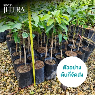 จิตตรา ต้นพันธุ์มะม่วงเขียวเสวย เสียบยอดสูง 60-80 ซม. โตไว ให้ผลเร็ว พร้อมส่ง เคลมฟรี ต้นพันธุ์ผลไม้