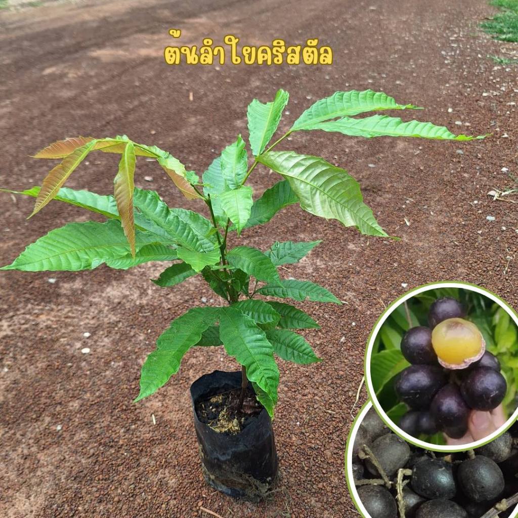 ต้นพันธุ์ ลำไยคริสตัล