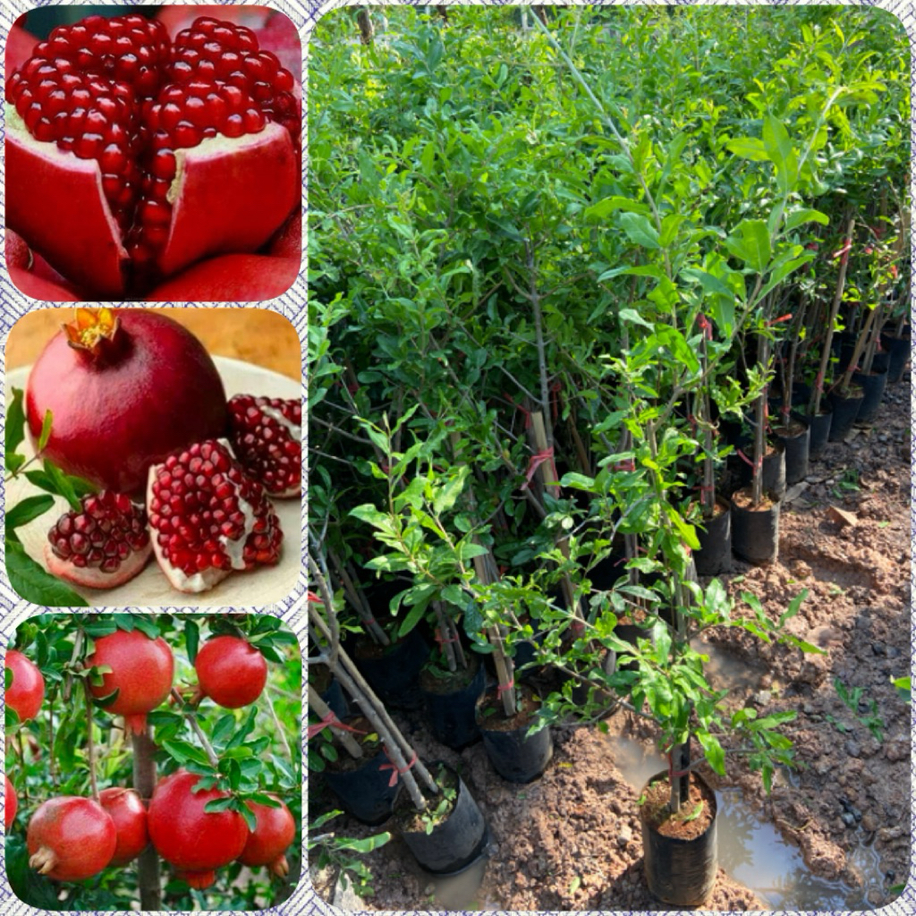 ต้นทับทิมแดงมารวย กิ่งตอน (สูง 70-90cm) สายพันธุ์เเท้100% ติดผลเร็ว ต้นแข็งแรง พร้อมปลูก