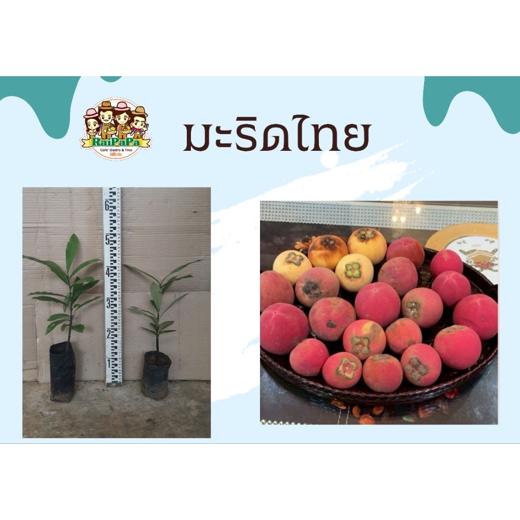 มะริดไทย (ไม้ป่าหายาก, ไม้เศรษฐกิจ) ไม้เพาะเมล็ด สูง 40-50 ซม.