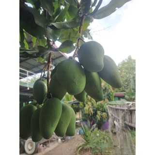 มะม่วงโชคอนันต์ ลูกดิบ   ออแกนิกไร้สารเคมี  เก็บใหม่ทุกวันตา…