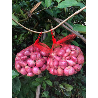 หอมแดงศรีสะเกษตัดจุกใหม่ๆ (คละไซต์) หัวพอดีกับการทำน้ำพริก🧅🧄