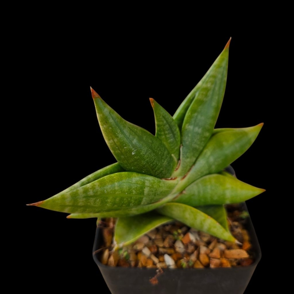 Sanseviria Lady jasmine.แซนเลดี้จัสมิน (San006) ลิ้นมังกร ไม้ฟอกอากาศ ส่งแบบล้างราก