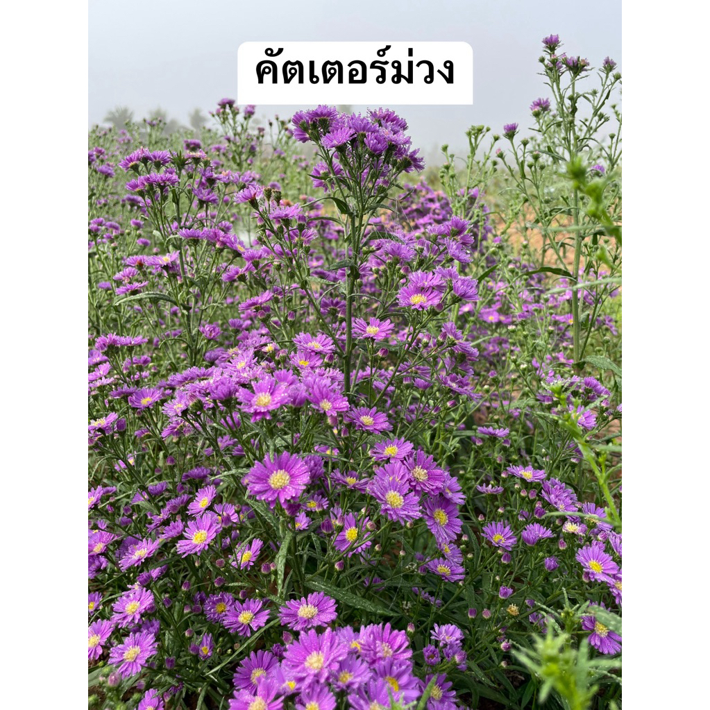 ต้นกล้าดอกคัตเตอร์สีม่วง ต้นละ 3 บาท