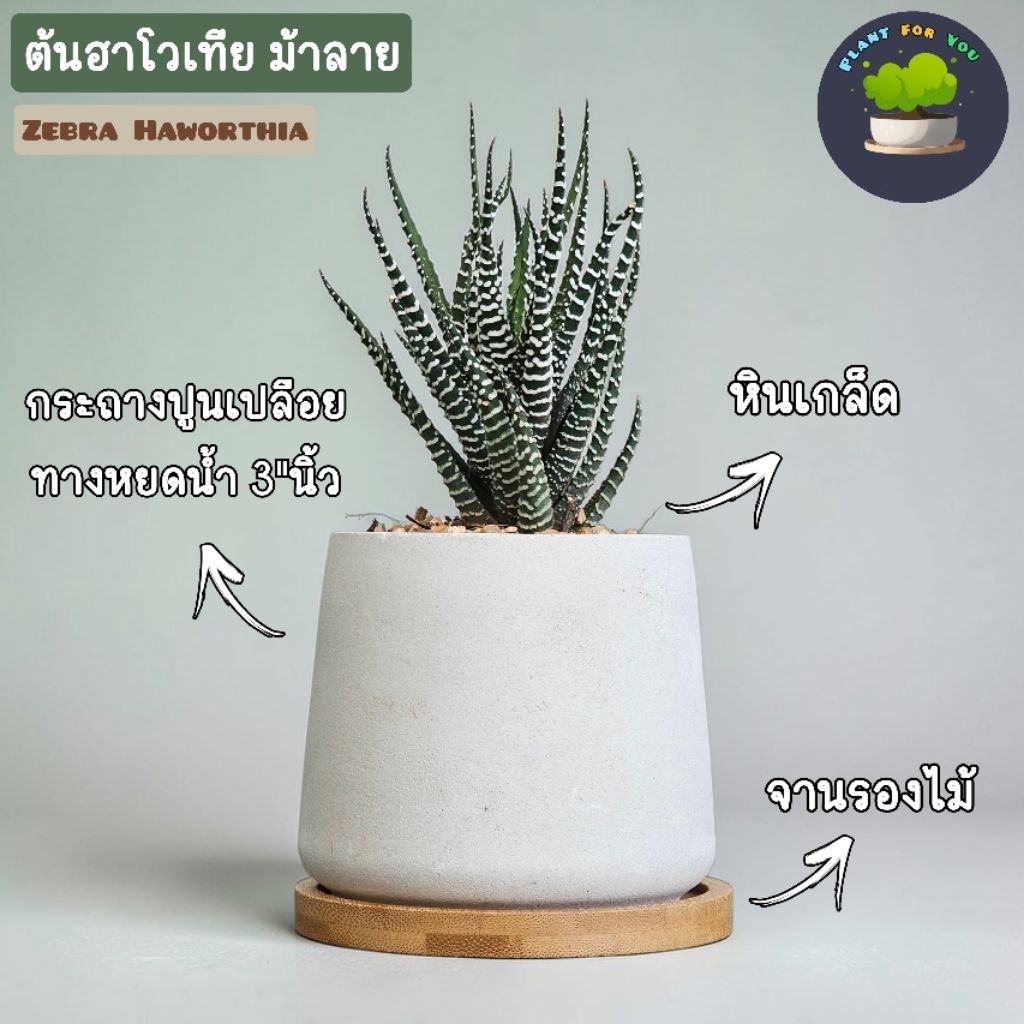 ⚪⚫ต้นฮาโวเทียม้าลาย (ZEBRA HAWORTHIA) พร้อมกระถาง+จานรองไม้+หินเกล็ด/หินกรวด