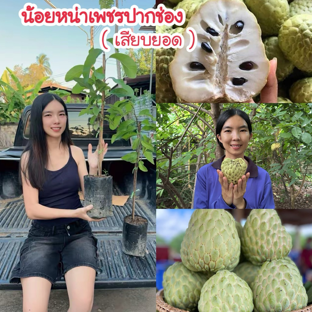 #ต้นน้อยหน่าเพชรปากช่อง (เสียบยอด) สูงราว50-70 เซน 1 ปีให้ผล