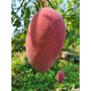 มะม่วงแดงจักรพรรดิ์ 1 ลูก (Yuwen Mango)ส่งตรงจากบ้านสวนแอนนี…
