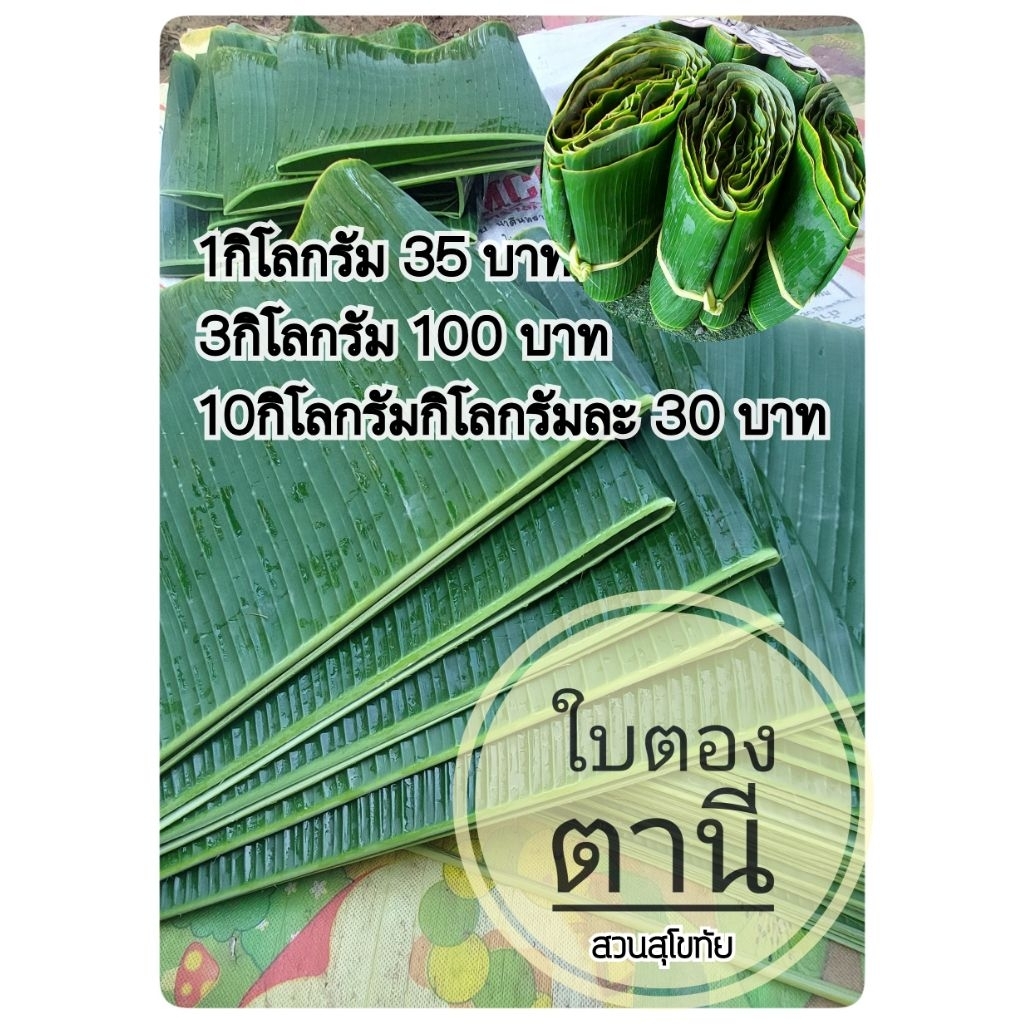 ใบตองตานีตัดสดจากสวน ใบดำ แตกน้อย สำหรับบายศรี ห่อขนม รองก้นภาชนะ