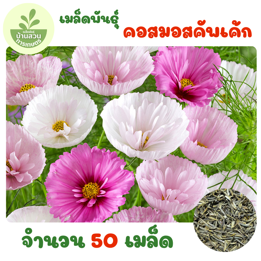 เมล็ดพันธุ์ดอกคอสมอสคละสี 1,000 เมล็ด