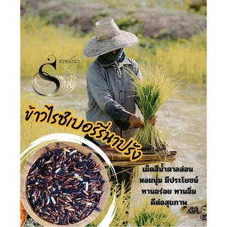 ข้าวไรซ์เบอรี่นาปรัง กระสอบ 5 กิโลกรัม ข้าวอ่อน ข้าวนิ่ม ข้าวใหม่ ข้าวเพื่อสุขภาพ