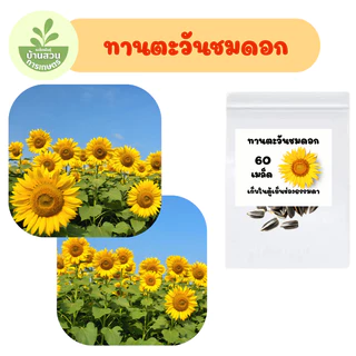 เมล็ดพันธุ์ทานตะวันชมดอก 60 เมล็ด