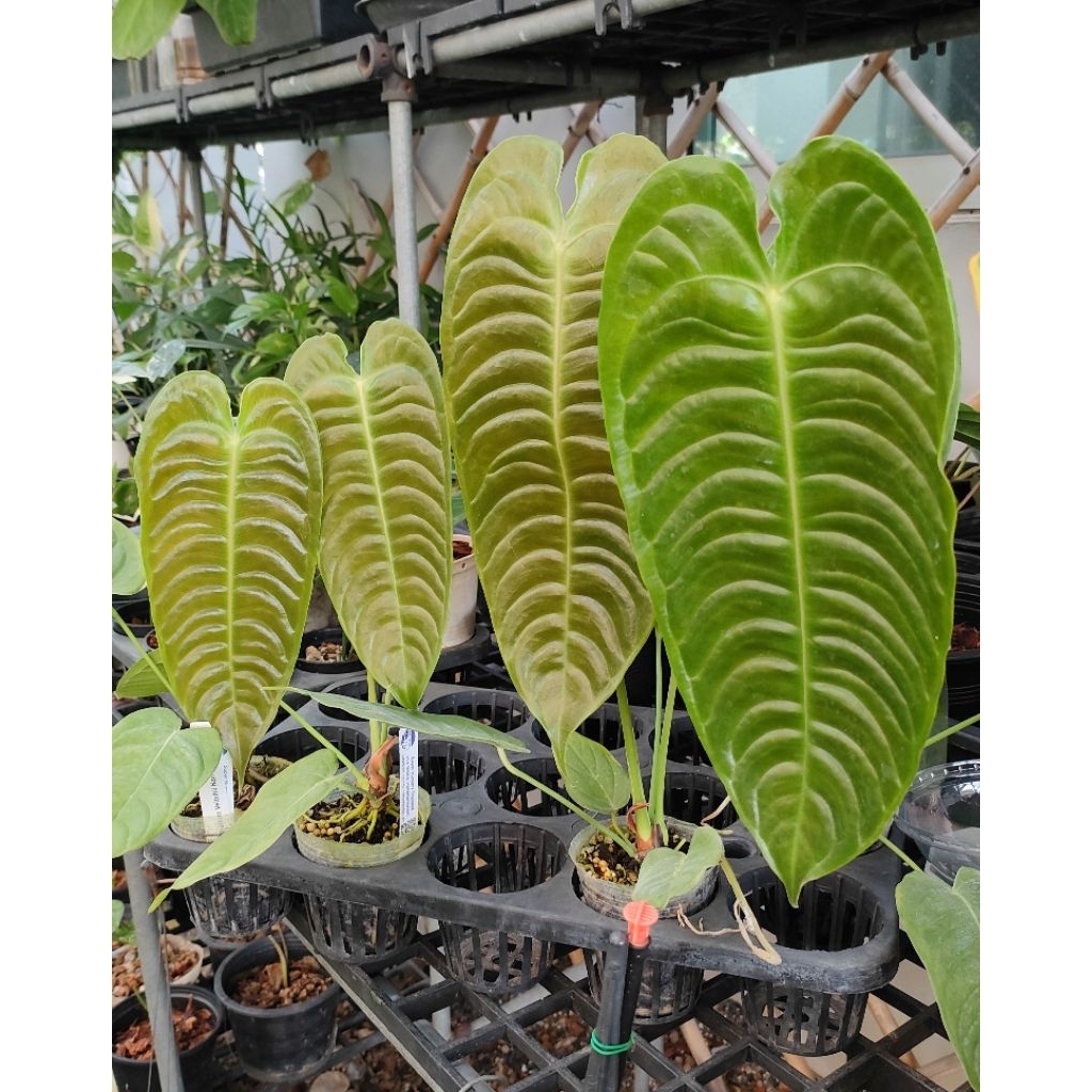 Anthurium Veitchii (King)่  แอนทูเรียมคิง (ส่งต้นตามรูป)