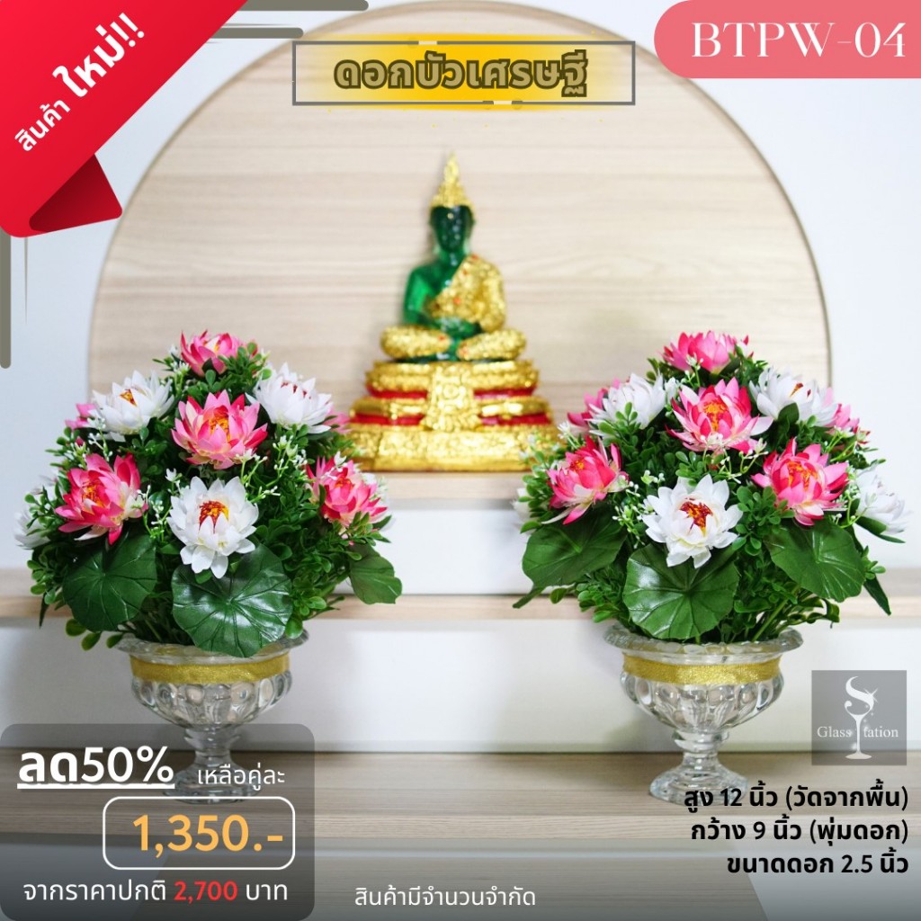 BTWP-04บัวเศรษฐีพุ่มกลมสีขาว-ชมพู สูง12 นิ้วพุ่มกว้าง 9 นิ้ว