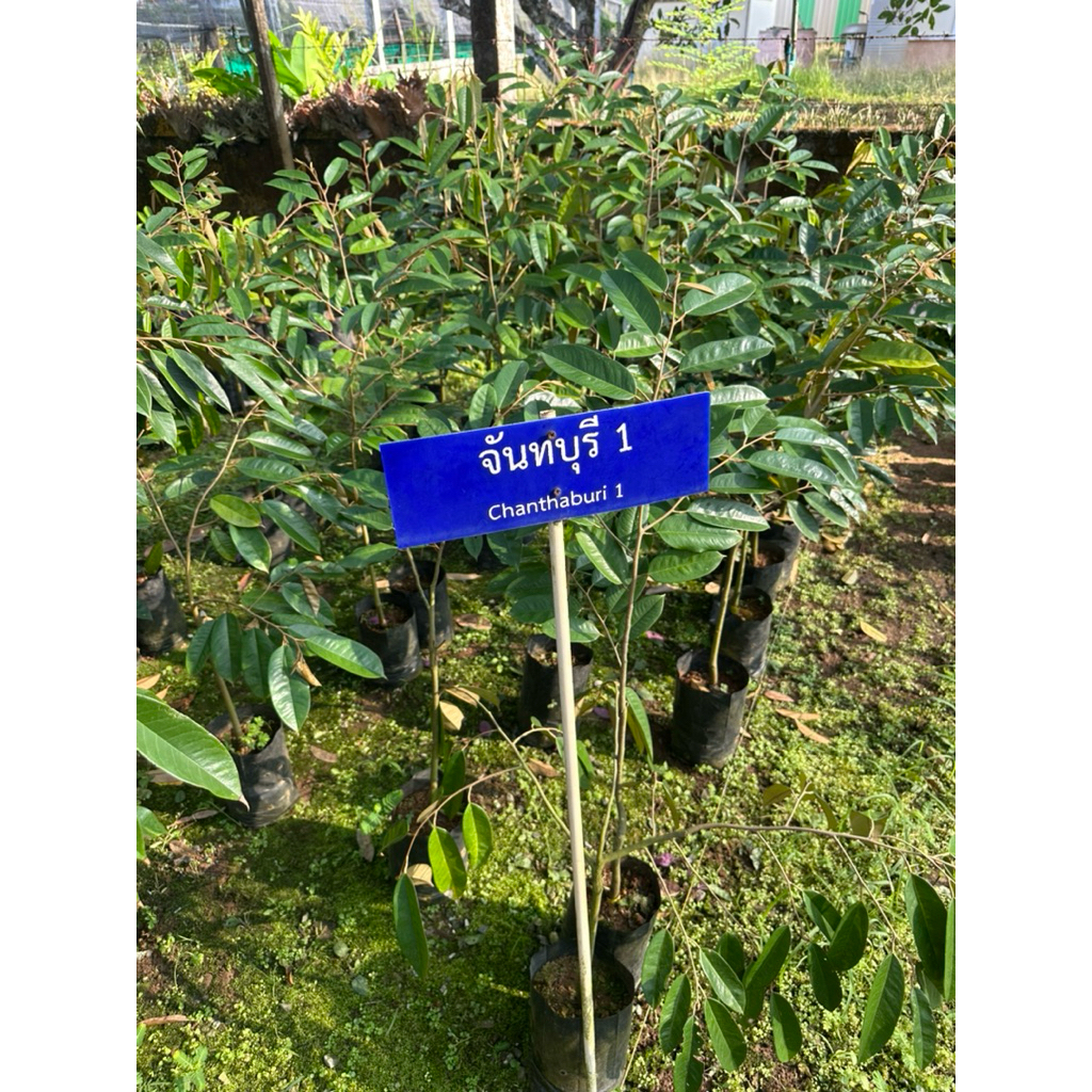 ทุเรียนลูกผสม พันธุ์จันทบุรี1-10