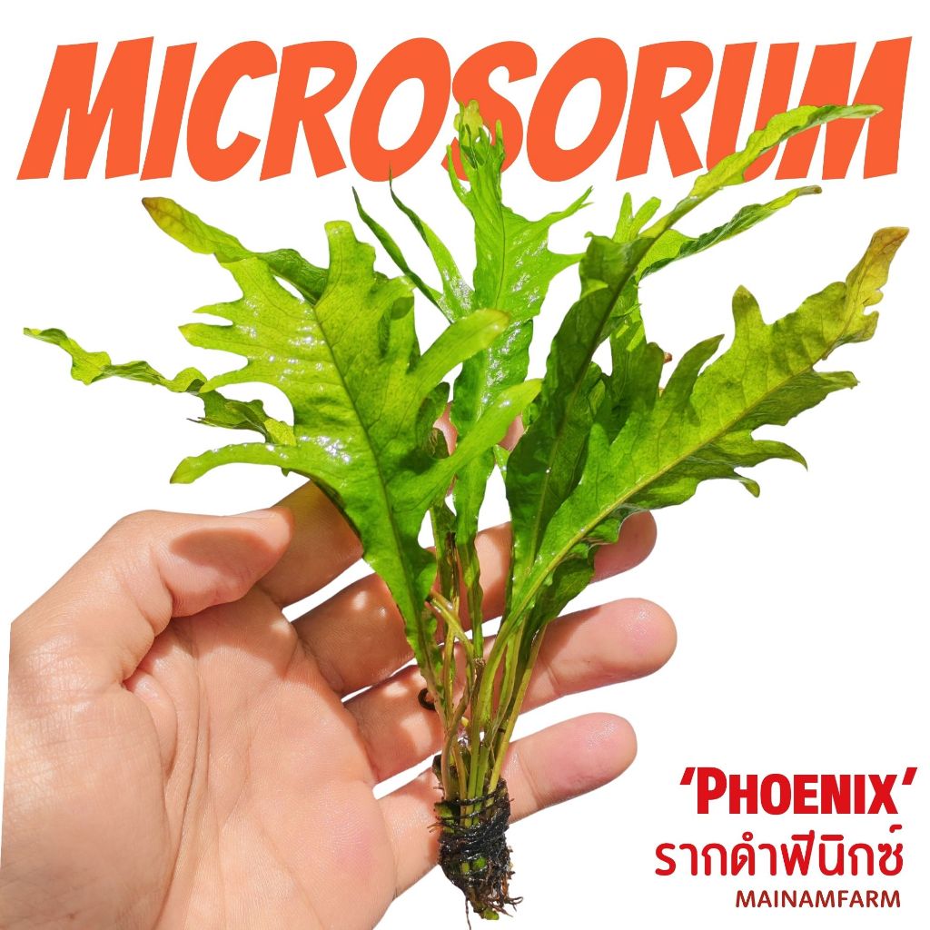 รากดำ ฟินิกซ์/ทรอปิก้า จาวาเฟิร์นขนนก - MICROSORUM SP. ‘PHOENIX’ ต้นไม้น้ำ