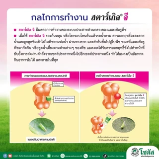สตาร์เกิลจี (Starkle G) สตาเกิลจี สตาร์เกิล จี สตาเกิล จี สารกำจัดแมลงชนิดดูดซึมเข้าทางระบบราก 1กิโลกรัม