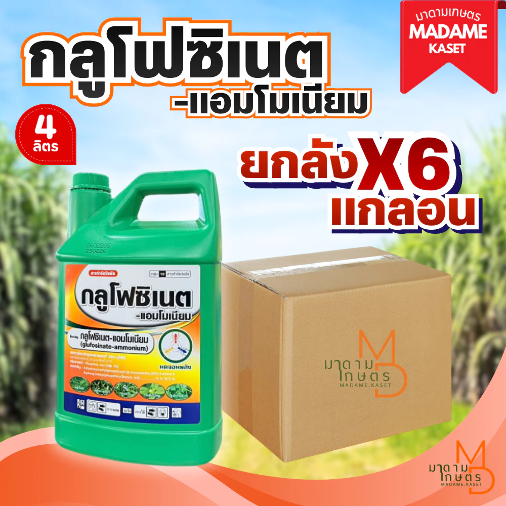 ยกลังx6แกลอน | กลูโฟซิเนต แอมโมเนียม 4 ลิตร (ตรามดจอมพลัง) สารกำจัดวัชพืชออกฤทธิ์เผาไหม้หญ้าตายเร็ว ฆ่าหญ้าตายยากทุกชนิด