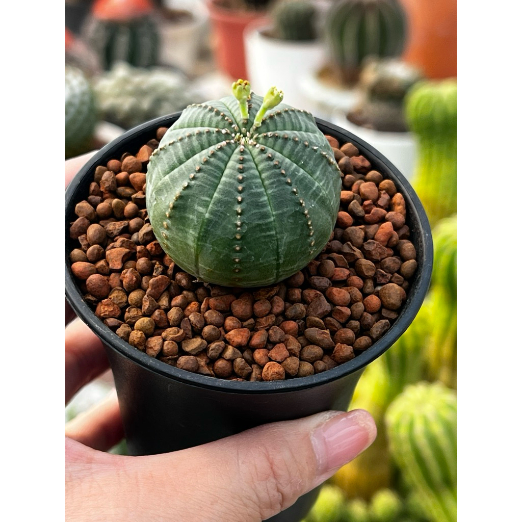 Euphorbia Obesa: ยูโฟเบีย โอเบซา ไม้เมล็ด แคคตัส กระบองเพชร