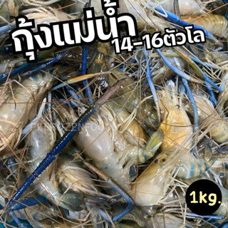 กุ้งแม่น้ำ กุ้งกร้ามกาม กุ้งสด 🦐(แช่แข็งก่อนส่ง) ไซต์ 14-16ต…