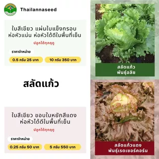 เมล็ดพันธุ์ผักสลัด สลัดแก้ว พันธุ์อลิซ ( ขนาด 0.5 กรัม ) ( เมล็ดเคลือบ ) รหัสสินค้า SSC 1025