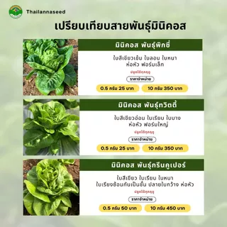 เมล็ดพันธุ์ผักสลัด มินิคอส พันธุ์พิกซี่ ( ขนาด 0.5 กรัม ) ( เมล็ดเคลือบ ) รหัสสินค้า SSC 1021