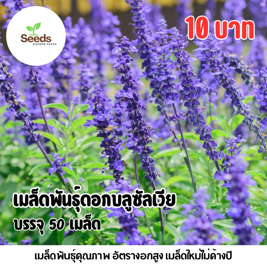 เมล็ดพันธุ์ดอกบลูซัลเวีย บรรจุ 50 เมล็ด