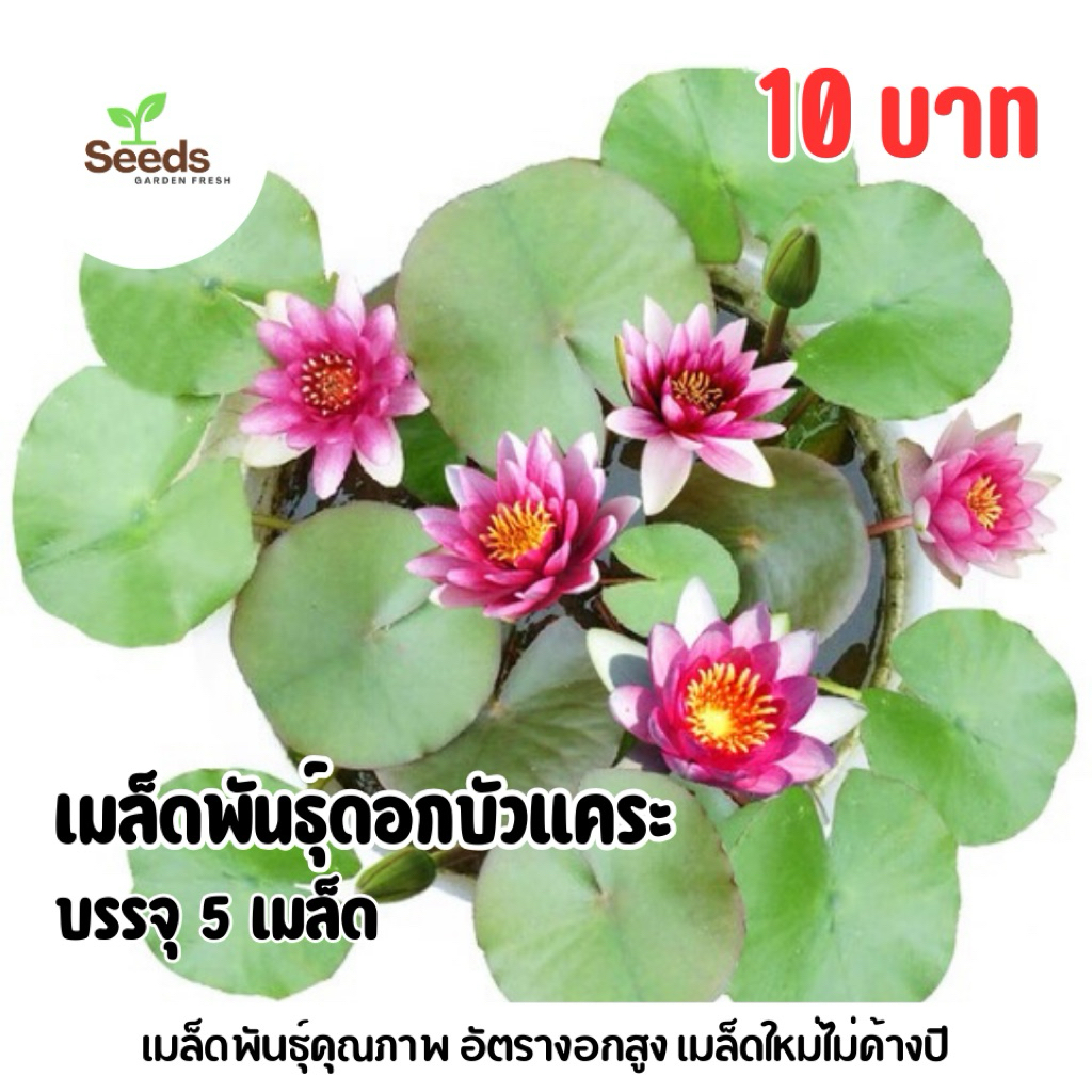 เมล็ดพันธุ์ดอกบัวแคระ (บัวมินิ) บรรจุ 5 เมล็ด