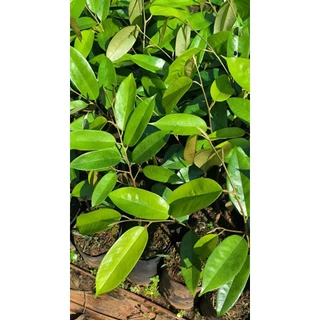 ต้นทุเรียนหมอนทองจันทบุรี(เสียบยอด)​🍁ถุงเบอร์7🍁ซื้อ10ต้นแถม1​ต้น(สั่งซื้อขั้นต่ำ 4 ต้น)